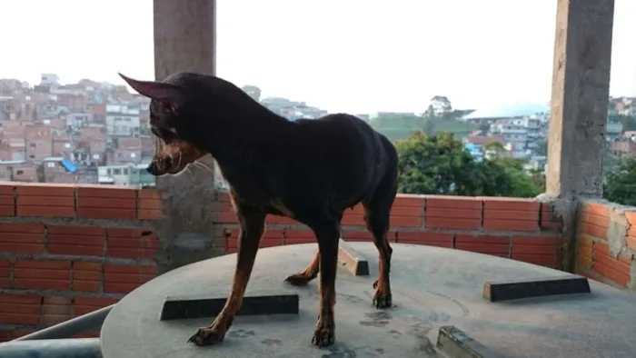 Cachorro ra a Pincher 0 idade 6 ou mais anos nome Banguela