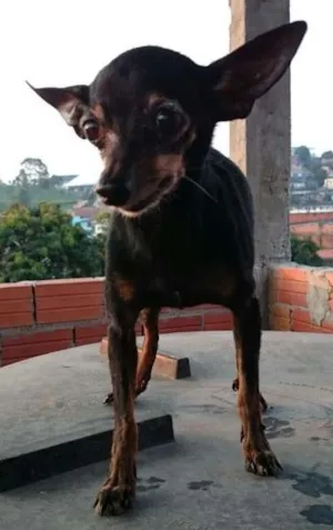 Cachorro raça Pincher 0 idade 6 ou mais anos nome Banguela