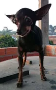 Banguela