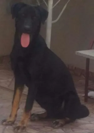 Cachorro raça  idade 1 ano nome Peppa
