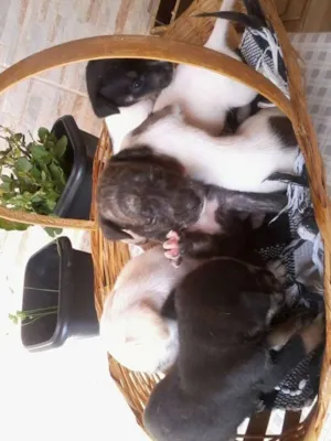 Cachorro raça vira lata idade  nome sem nome