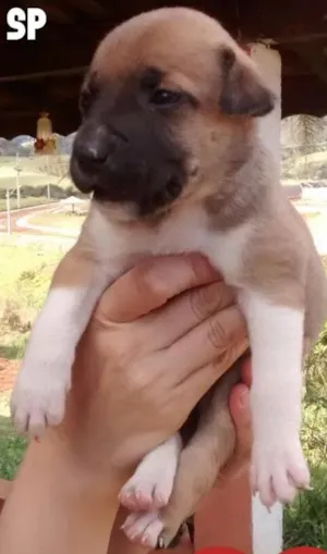 Cachorro raça rds idade Abaixo de 2 meses nome luna