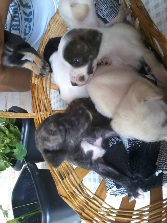 Cachorro raça vira lata idade  nome sem nome