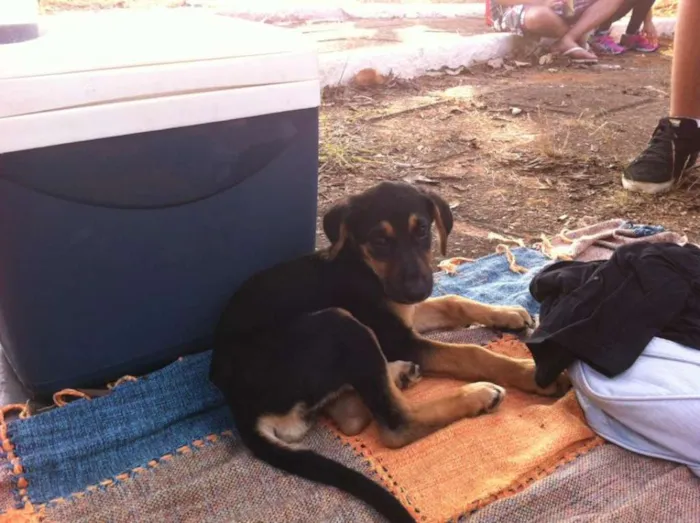 Cachorro ra a Vira lata idade 2 a 6 meses nome Lolla