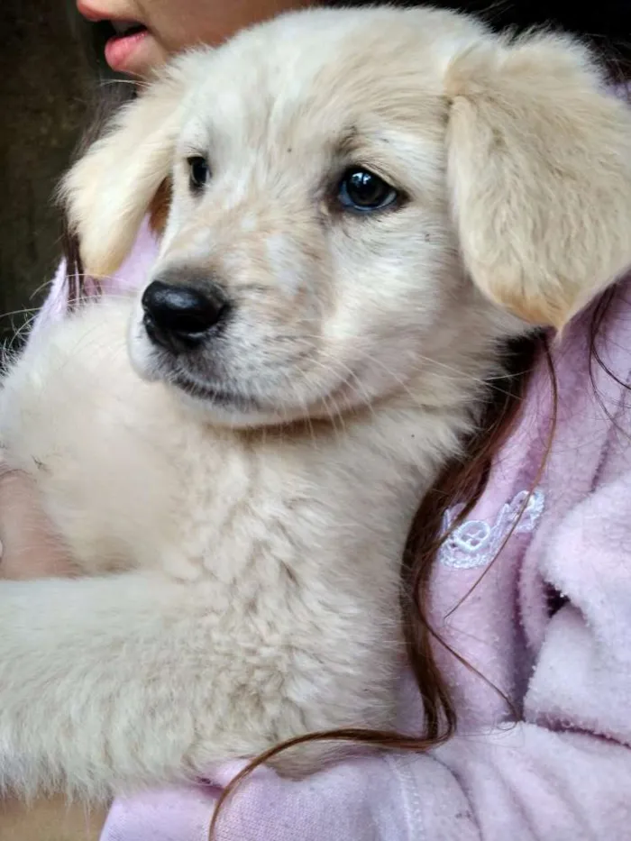 Cachorro ra a Vira lata idade 2 a 6 meses nome Cristal