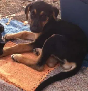 Cachorro raça Vira lata idade 2 a 6 meses nome Lolla