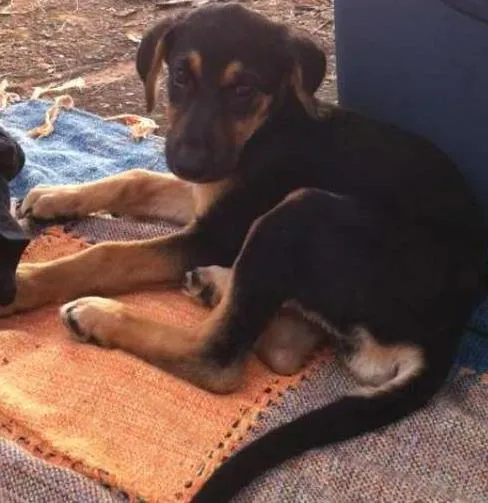 Cachorro ra a Vira lata idade 2 a 6 meses nome Lolla