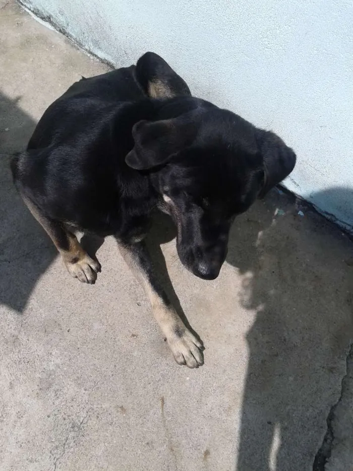 Cachorro ra a vira lata idade 3 anos nome keity