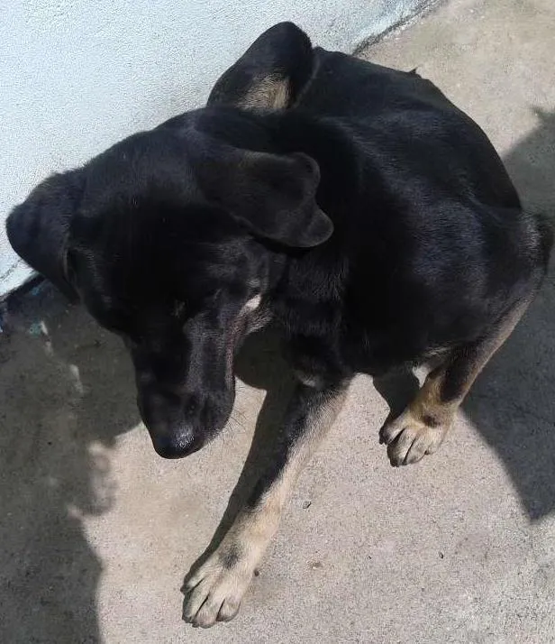 Cachorro ra a vira lata idade 3 anos nome keity