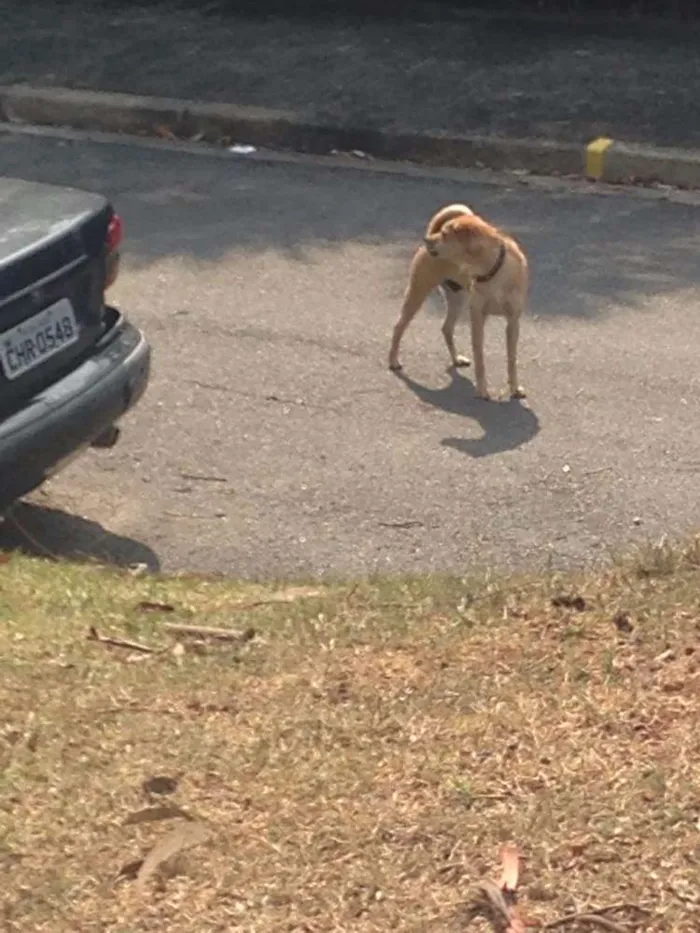 Cachorro ra a Vira Lata idade  nome Sem Nome