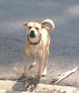 Cachorro ra a Vira Lata idade  nome Sem Nome