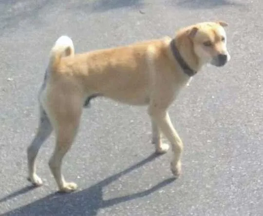 Cachorro ra a Vira Lata idade  nome Sem Nome