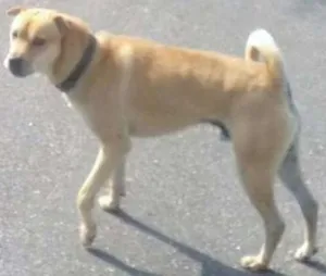 Cachorro raça Vira Lata idade  nome Sem Nome