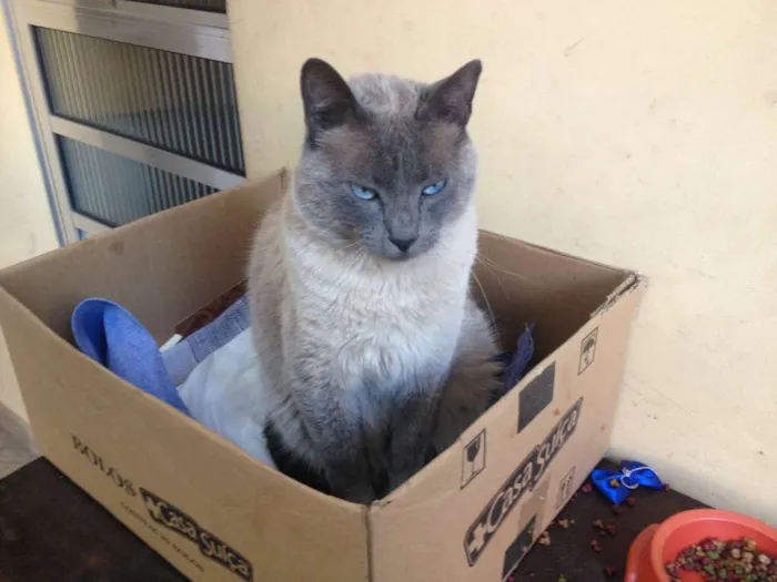 Gato ra a  idade 1 ano nome Nick GRATIFICA