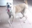 Bel