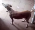 Bel