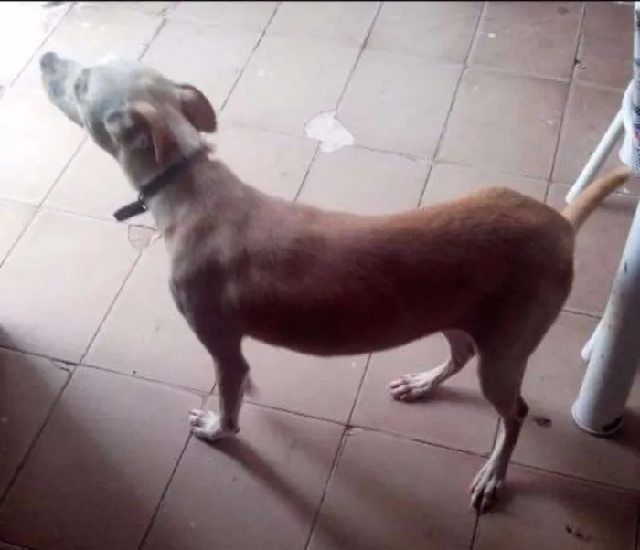 Cachorro ra a mestiço com labrador idade 7 a 11 meses nome Bel