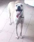 Bel