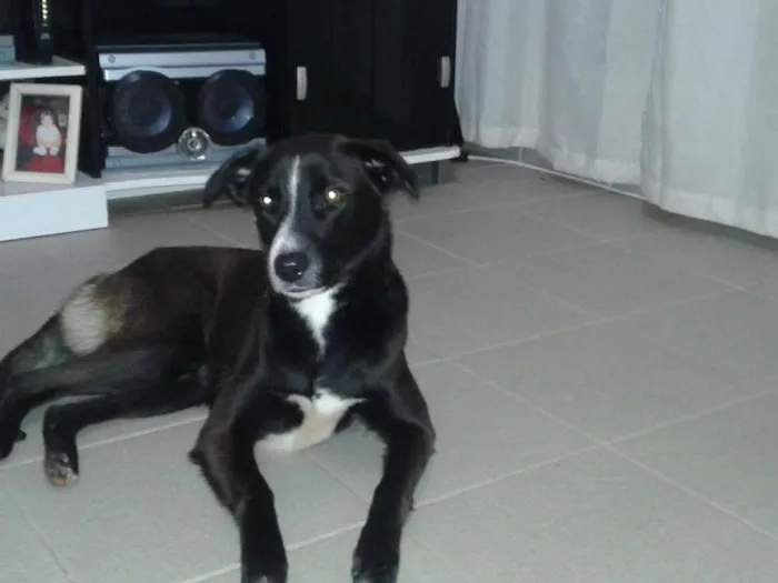 Cachorro ra a Labrador idade 2 anos nome Sophie