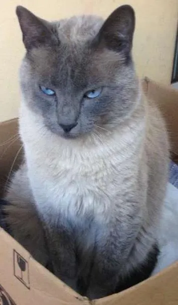 Gato ra a  idade 1 ano nome Nick GRATIFICA