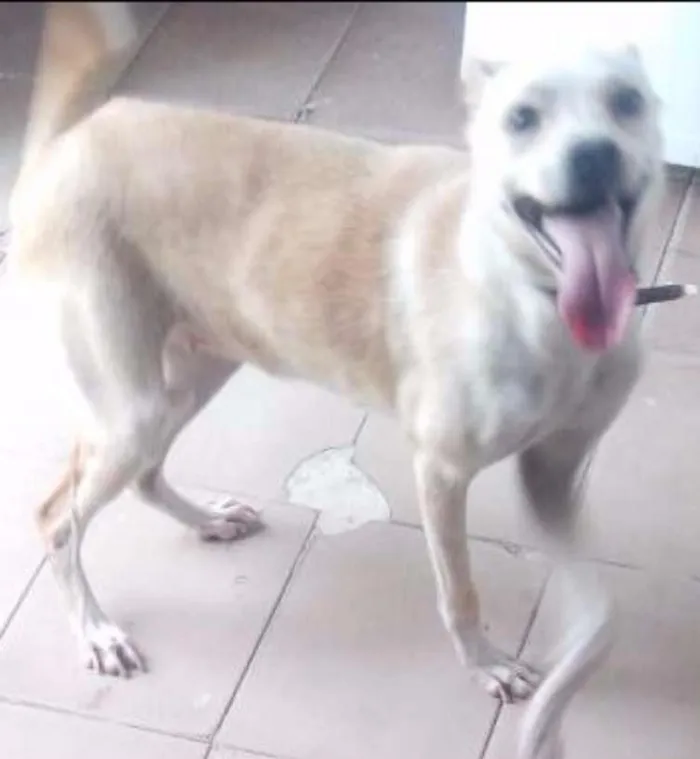 Cachorro ra a mestiço com labrador idade 7 a 11 meses nome Bel