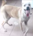 Bel