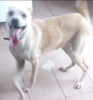 Cachorro raça mestiço com labrador idade 7 a 11 meses nome Bel