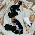 BABYS