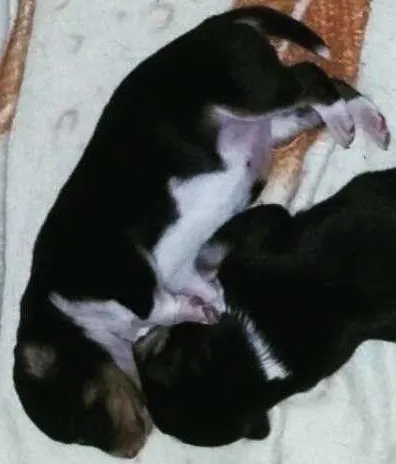 Cachorro ra a VIRA LATA idade Abaixo de 2 meses nome BABYS