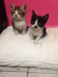 Gatinhas