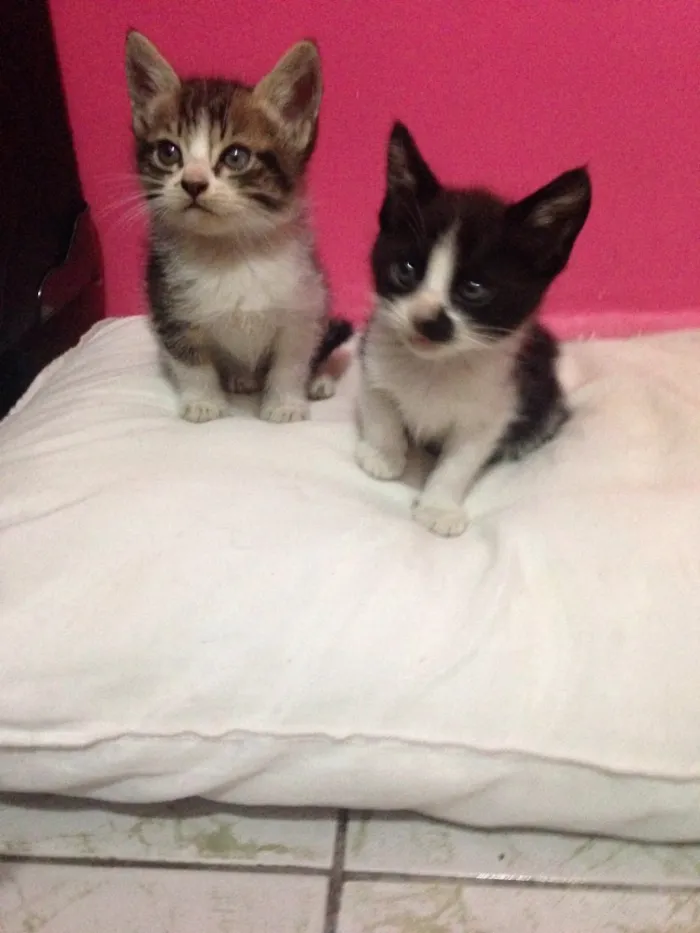 Gato raça Não possuem raça  idade Abaixo de 2 meses nome Gatinhas
