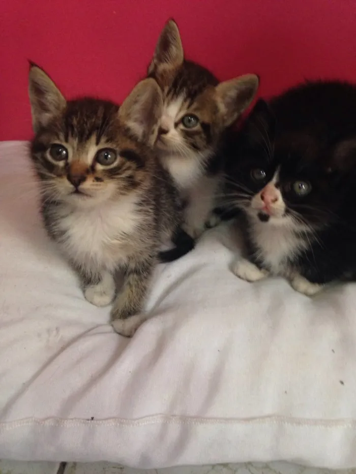 Gato raça Não possuem raça  idade Abaixo de 2 meses nome Gatinhas