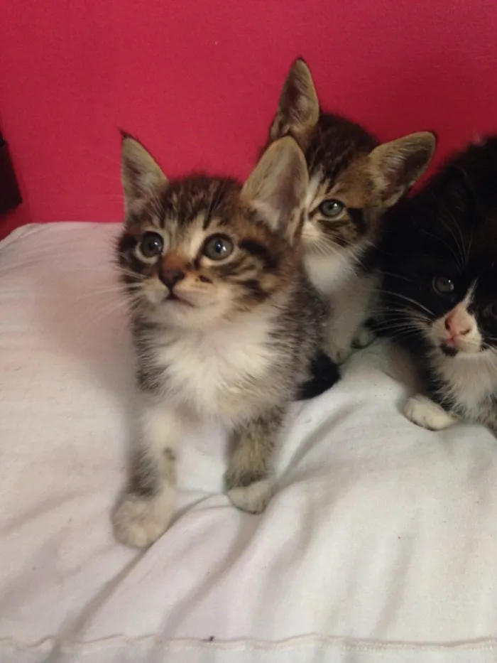 Gato raça Não possuem raça  idade Abaixo de 2 meses nome Gatinhas