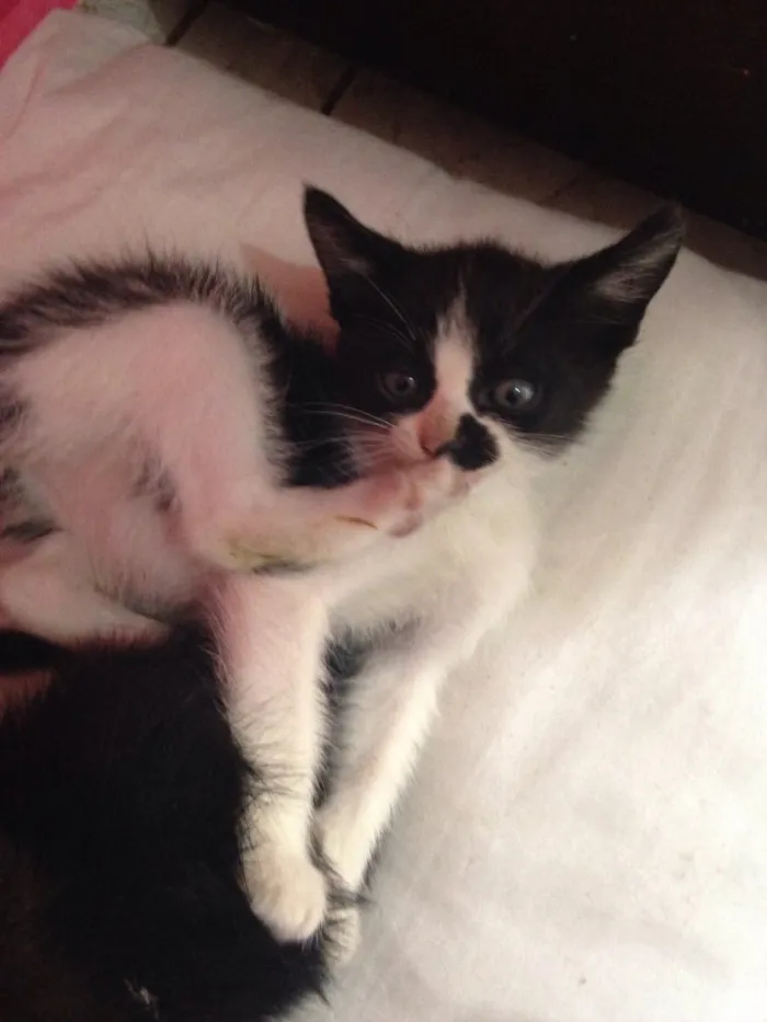Gato raça Não possuem raça  idade Abaixo de 2 meses nome Gatinhas