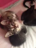 Gatinhas