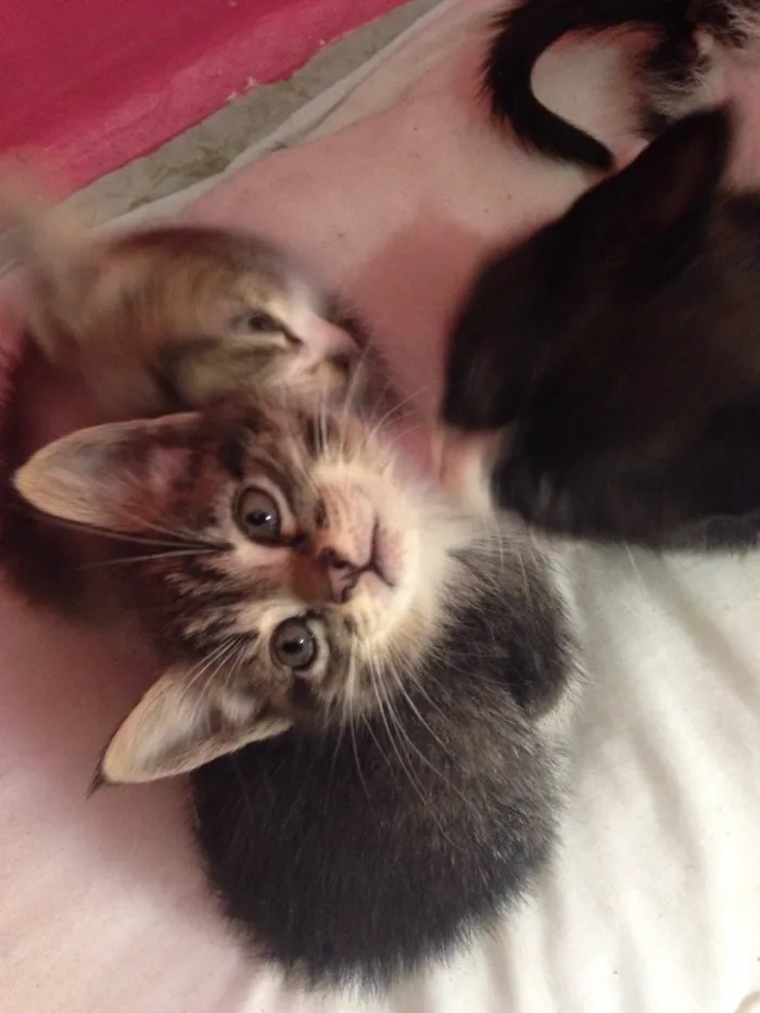 Gato raça Não possuem raça  idade Abaixo de 2 meses nome Gatinhas