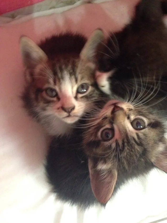 Gato raça Não possuem raça  idade Abaixo de 2 meses nome Gatinhas