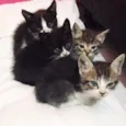 Gatinhas