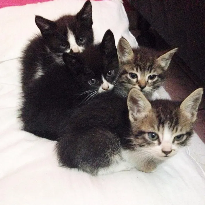 Gato raça Não possuem raça  idade Abaixo de 2 meses nome Gatinhas