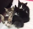 Gatinhas