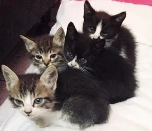 Gato raça Não possuem raça  idade Abaixo de 2 meses nome Gatinhas