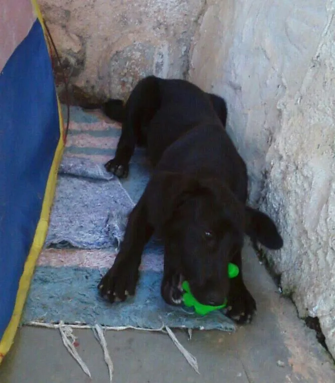 Cachorro ra a sem raça definida idade 7 a 11 meses nome Lisa