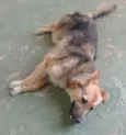 Rana