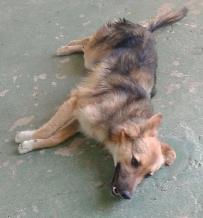 Cachorro ra a  idade 2 a 6 meses nome Rana