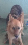 Laika