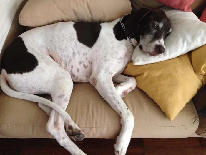 Cachorro ra a Pointer idade 6 ou mais anos nome Luban