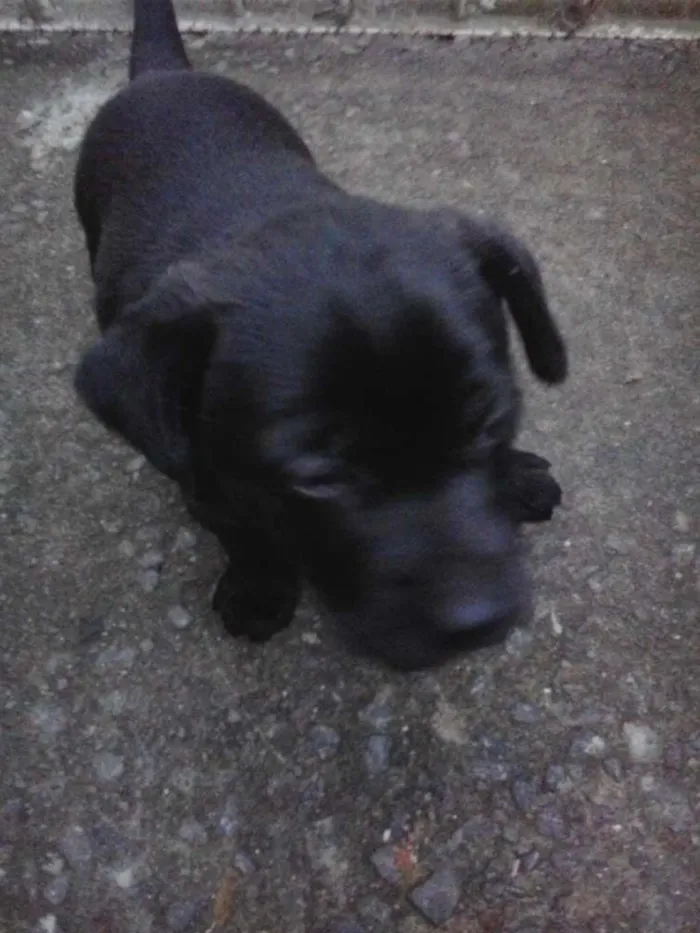 Cachorro raça mestiço idade 2 a 6 meses nome pretinho