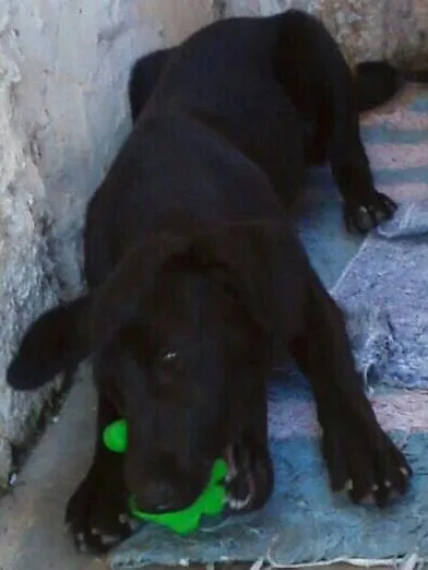 Cachorro ra a sem raça definida idade 7 a 11 meses nome Lisa