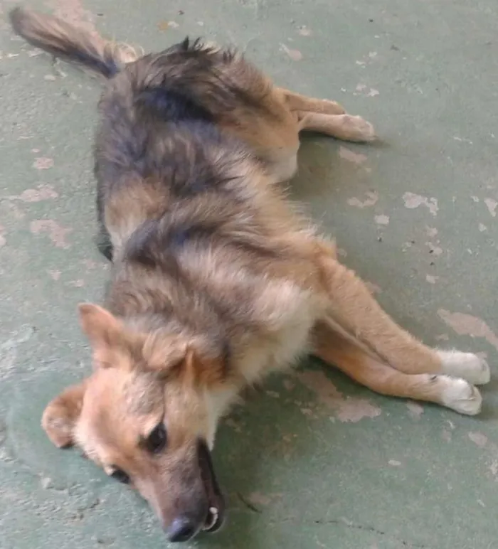 Cachorro ra a  idade 2 a 6 meses nome Rana