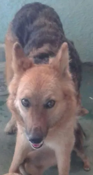 Cachorro raça  idade 3 anos nome Laika